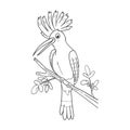 Coloring pages or books for kids. cute hoopoe cartoon illustration