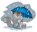 Cat with umbrella