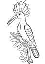 Coloring pages. Cute beautiful hoopoe sits on the tree branch