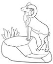 Coloring pages. Cute beautiful urial stands on the rock