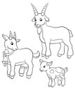 Coloring pages. Farm animals. Goat family.