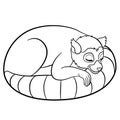 Coloring pages. Little cute lemur sleeps.