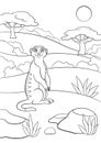 Coloring pages. Little cute meerkat smiles. Royalty Free Stock Photo