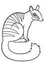 Coloring pages. Little cute numbat sits