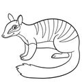 Coloring pages. Little cute numbat smiles