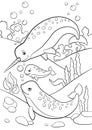 Coloring pages. Mother, father and baby narwhals swim.