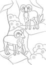 Coloring pages. Two beautiful urials stand on the mountain