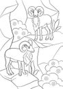 Coloring pages. Two beautiful urials stand on the mountain