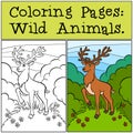 Coloring Pages: Wild Animals. Cute Deer.