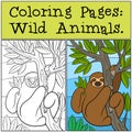 Coloring Pages: Wild Animals. Cute lazy sloth