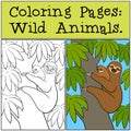 Coloring Pages: Wild Animals. Cute lazy sloth