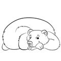 Coloring pages. Wild animals. Kind smiling bear.