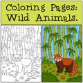 Coloring Pages: Wild Animals. Little cute red panda smiles Royalty Free Stock Photo