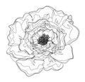 Not colored peony Royalty Free Stock Photo