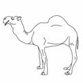 Coloring Realistic Cute camel illustration drawing and drawing illustration white background