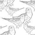 Coloring seamless pattern exotic tropics parrot roseella. vecto