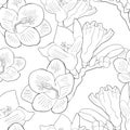 Seamless pattern flower freesia kind of iris illustratio