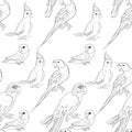Coloring seamless pattern parrot ozherelovy, Masked Lovebird,
