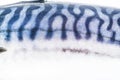 Coloring of skin mackerel fish close up. Texture fish mackerel. Royalty Free Stock Photo