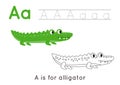 Coloring and tracing page with letter A and cute cartoon alligator. Royalty Free Stock Photo