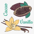 Coloring Vanilla pods or sticks and cacao hand drawing sketches isolated on white background. Vanilla plant flower aroma