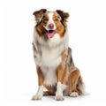 Colorized Australian Shepherd Dog Sitting On White Surface