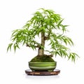 Colorized Bamboo Bonsai Tree Displayed In Graceful Green Bowl