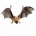 Colorized Bat Flying In Detailed Costumes On White Background