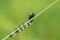 Colorized caterpillar Royalty Free Stock Photo