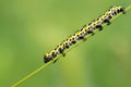 Colorized caterpillar Royalty Free Stock Photo