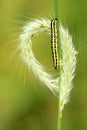 Colorized caterpillar Royalty Free Stock Photo