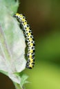 Colorized caterpillar Royalty Free Stock Photo