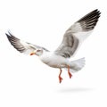 Colorized Flying Seagull Isolated On White Background