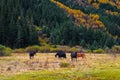 The colorized forest and horse Royalty Free Stock Photo