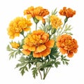 Colorized Orange Flower Bouquet On White Background Royalty Free Stock Photo