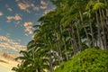 Colorized photo tropical palm trees on a sunset sky Royalty Free Stock Photo