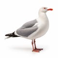 Colorized Seagull Standing On White Background In Carnivalcore Style