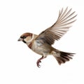 Colorized Sparrow Flying With Wings Out - High-key Lighting