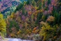 The colorized trees in sunshine Royalty Free Stock Photo