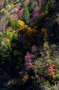 Colorized trees in sunshine Royalty Free Stock Photo