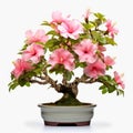 Colorized Tropical Symbolism: Pink Hibiscus Bonsai Tree
