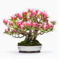 Colorized Tulip Bonsai Tree In White Pot With Pink Foliage
