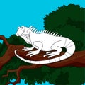 Colorless cartoon iguana on branch on colorful background. Template coloring book of fun lizard for kids. Coloring page Royalty Free Stock Photo