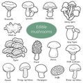 Colorless set of edible mushrooms Royalty Free Stock Photo