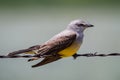 Cassin`s Kingbird perched on a barbed wire fence.