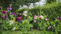 Colorful lathyrus in the garden