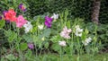 Colorful lathyrus in the garden