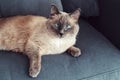 Colorpoint blue-eyed cat lying on couch sofa Royalty Free Stock Photo