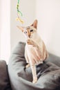 colorpoint blue-eyed oriental breed cat lying on couch sofa looking at camera.