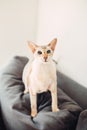 colorpoint blue-eyed oriental breed cat sitting on couch sofa looking at camera.